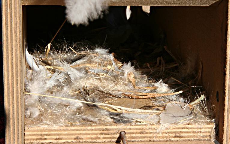 Swift 'nest'