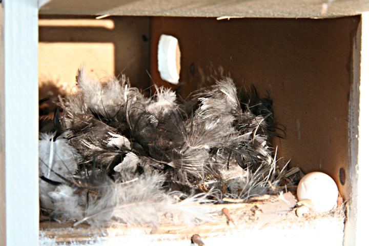 Swift nest