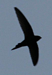 Half-tail swift