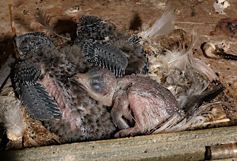 Swift chicks in gable nestbox #g3