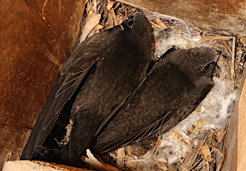 Swift chicks in 'starling' nestbox #sb1