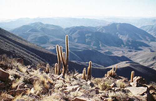 Hillside with Eulychnia