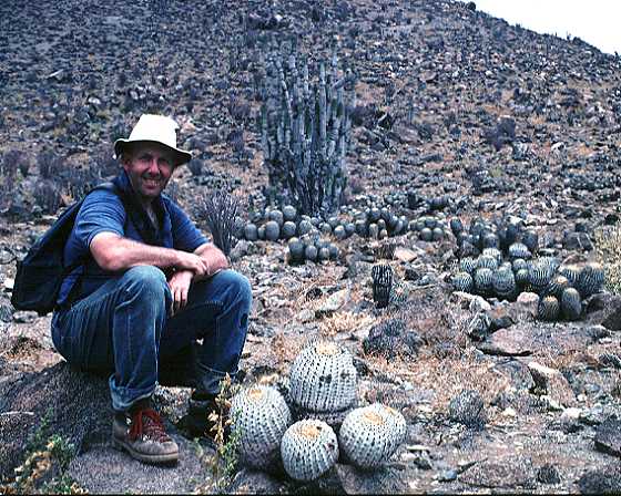 Copiapoa cinerea var. gigantea