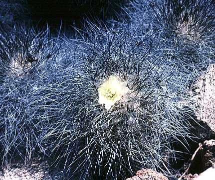 Copiapoa krainziana