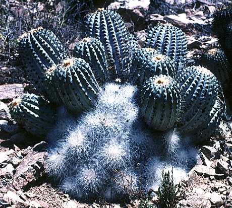 Copiapoa krainziana