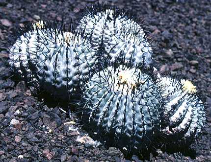 Copiapoa cinerea var. gigantea