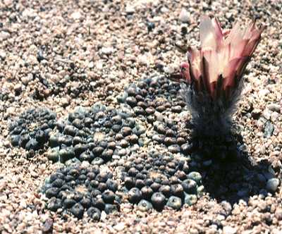 Neoporteria esmeraldana