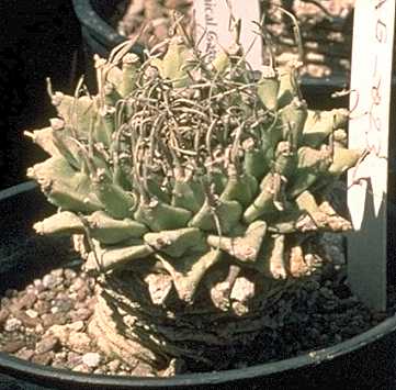 Turbinicarpus alonsoi