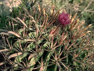 Ferocactus latispinus