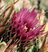 Ferocactus latispinus flower