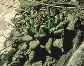 Turbinicarpus alonsoi