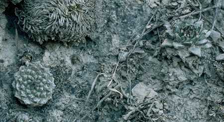 Strombocactus disciformis ssp. esperanzae &
 Turbinicarpus alonsoi