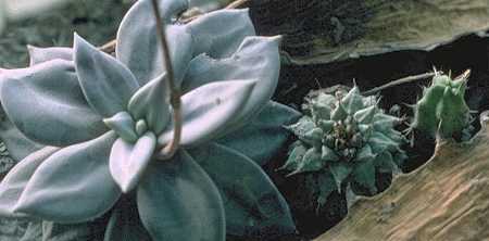 Turb. alonsoi, Echeveria xichuensis, Echinocereus