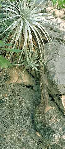 Mammillaria geminispina