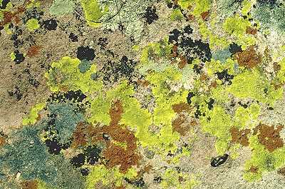 Lichen