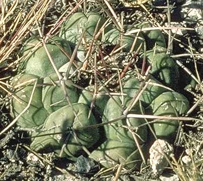 Thelocactus hexaedrophorus