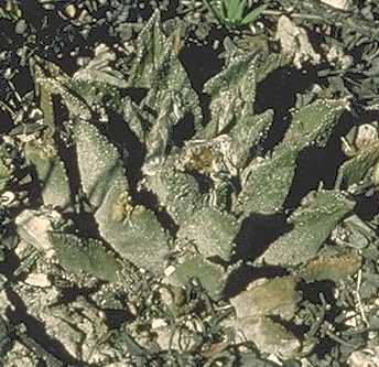 Ariocarpus Bravoanus