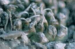 Turbinicarpus schmiedickeanus var. panarottoi