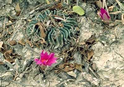 Stenocactus pentacanthus