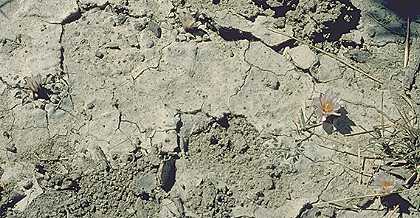 Ariocarpus kotschoubeyanus