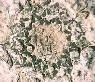 Ariocarpus kotschoubeyanus