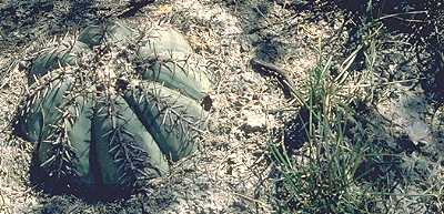 Echinocactus horizonthalonius
