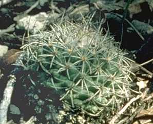 Turbinicarpus saueri ssp. nelissae