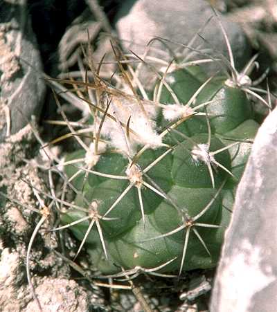 Turbinicarpus laui