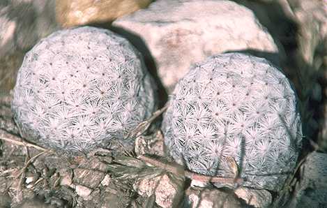 Mammillaria albiflora