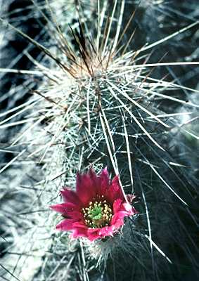 Echinocereus rayonensis