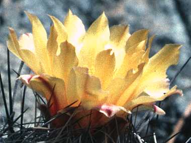 Thelocactus conothele var. aurantiacus