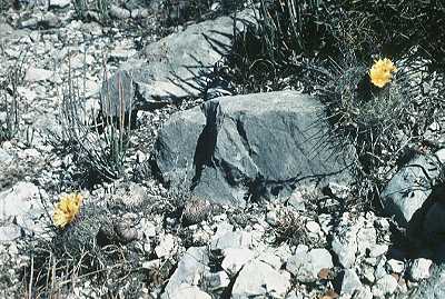 Thelocactus conothele var. aurantiacus