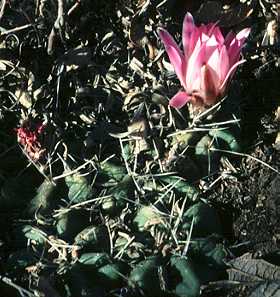 Echinocereus knippelianus var. kruegeri fa. reyesii