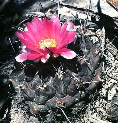 Thelocactus bueckii