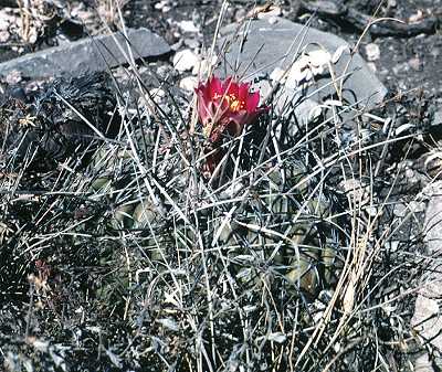 Thelocactus conothele