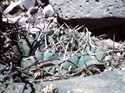 Thelocactus hexaedrophorus