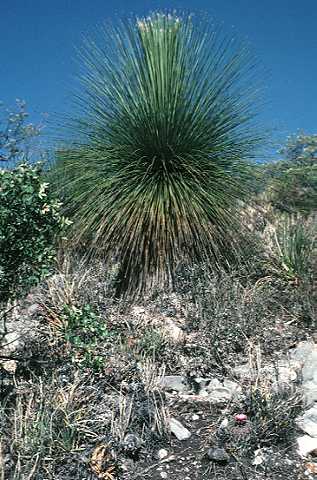 Thelocactus conothele