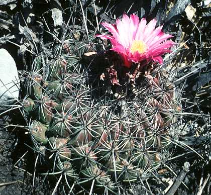 Thelocactus conothele