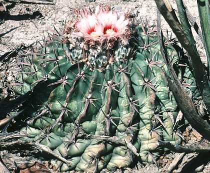 Homalocephala texensis