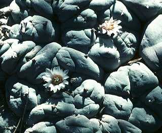 Lophophora williamsii