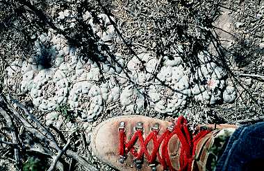 Lophophora williamsii