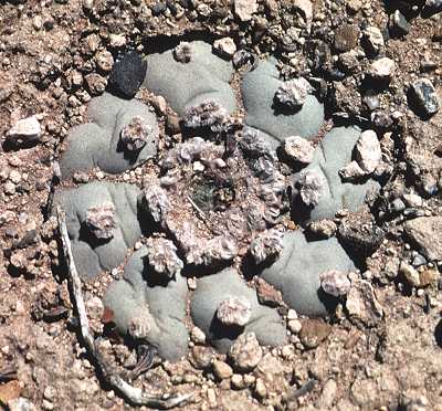Lophophora williamsii