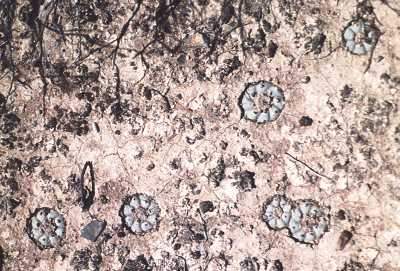 Lophophora williamsii