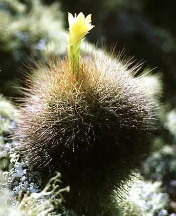 Matucana weberbaueri