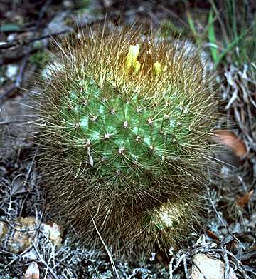 Matucana weberbaueri