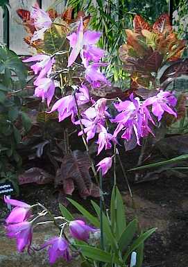 Laelia autumnalis