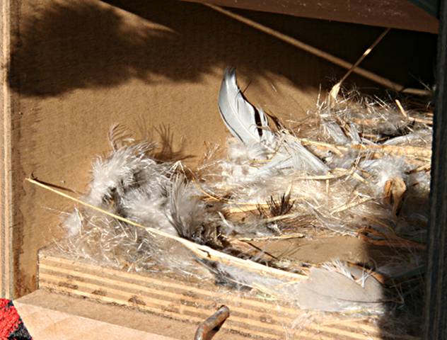 Swift 'nest'