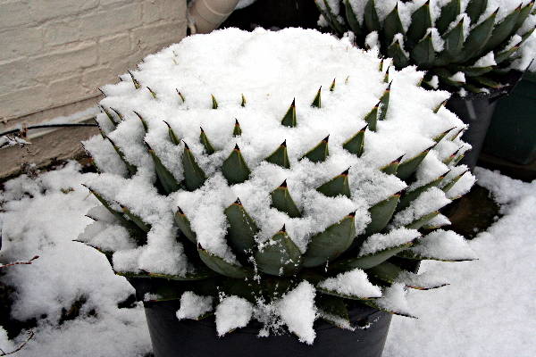 Aloe polyphylla in snow