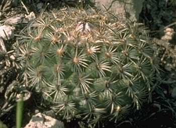 Turbinicarpus ysabelae