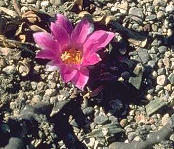 Ariocarpus agavoides